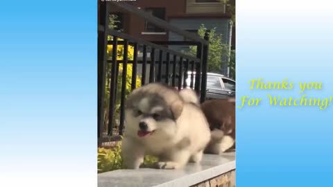 Funny Animals 2021 - Impossible not to laugh - Funny Videos