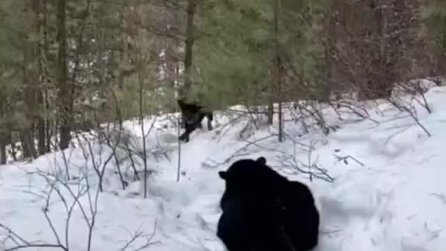 Rottweiler V Black Panther