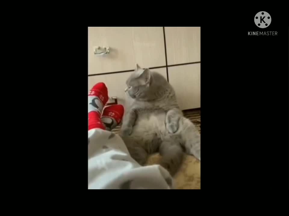 The cat enjoy anytime