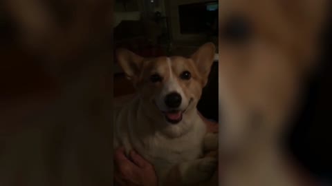 Funny corgi