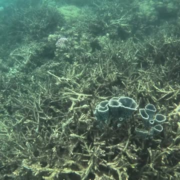Snorkeling, There’s something so magical about being around a healing reef