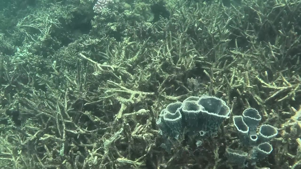 Snorkeling, There’s something so magical about being around a healing reef