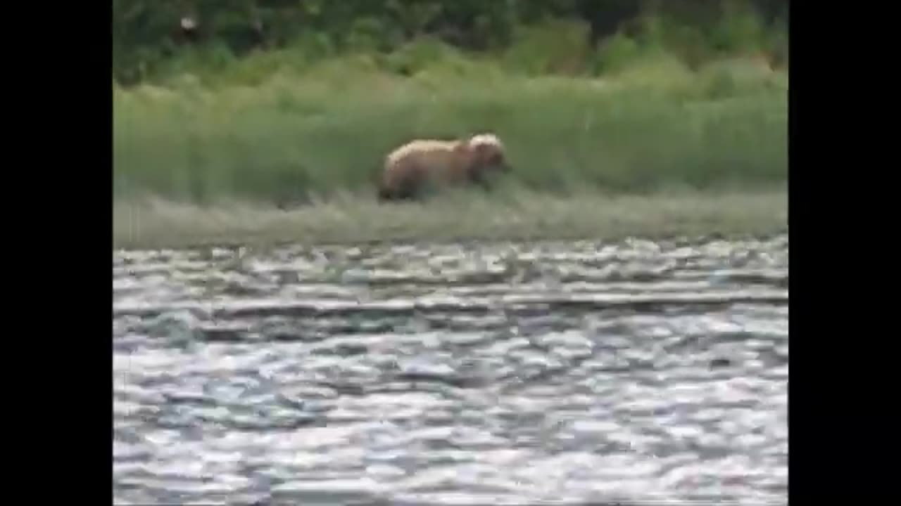 Grizzly walking on shoreline in Alaska