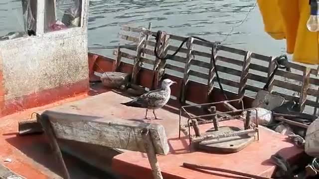 Punta del Este Port, Uruguay