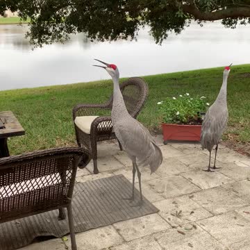 Sandhill Cranes calling