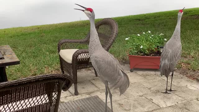 Sandhill Cranes calling