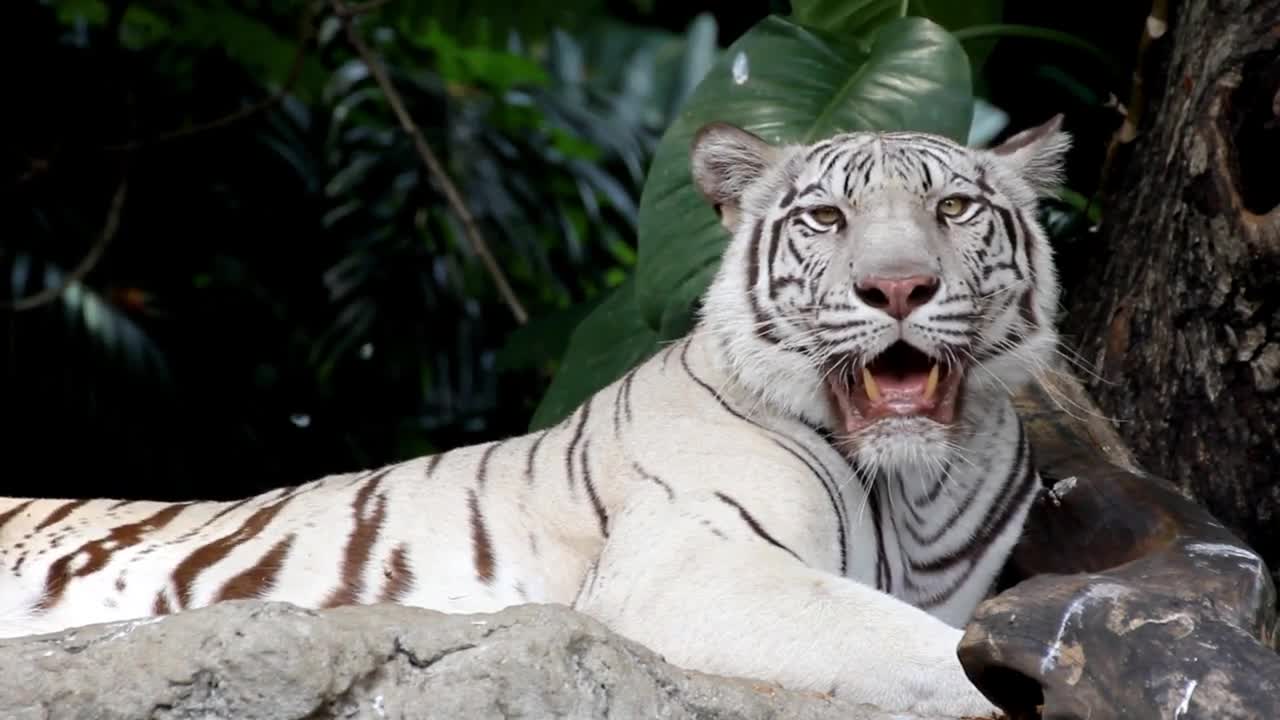 The Nature Of The Tiger And Different of Tiger Nature HD