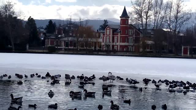 Ducks on ice