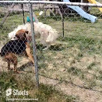 Playmates #homesteading #familyfarm #greatpyrenees