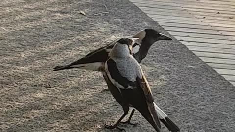 Magpie Asserts its Authority