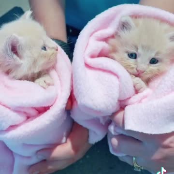 Viral Rumble video Top Trading