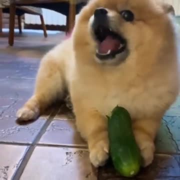 This cute little dog eats cucumbers