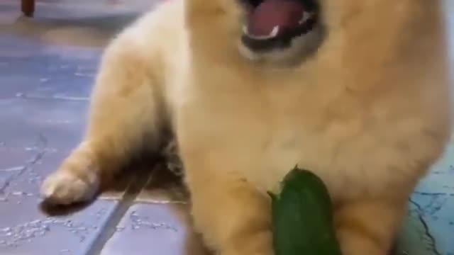 This cute little dog eats cucumbers