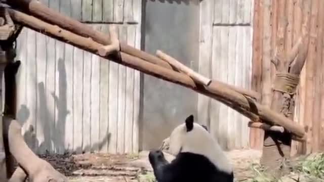 The daily life of giant pandas