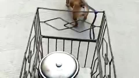 dog pulling cart