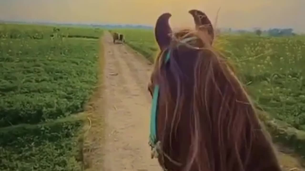 Hourse riding