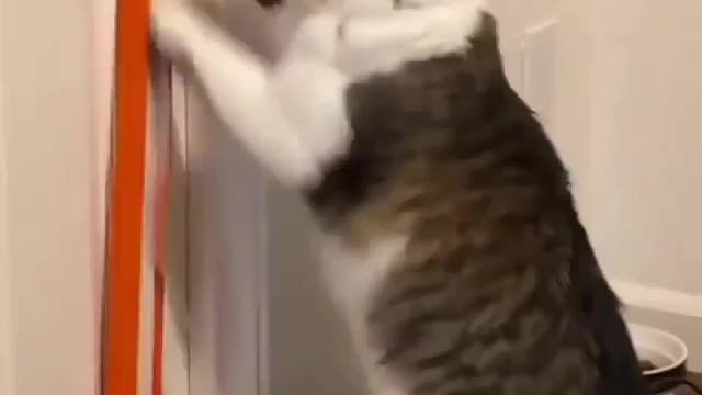 Really funny cats... he doesn’t know how to work this...