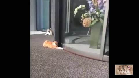 Animal comedy _ Funny videos about dogs and cats _funny Dog and Cat Video