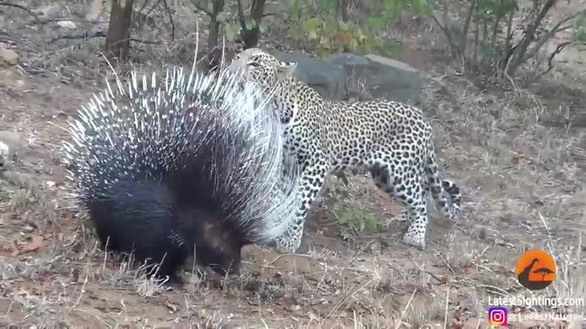 Silly leopard thinking on porcupine at high speed will make your day