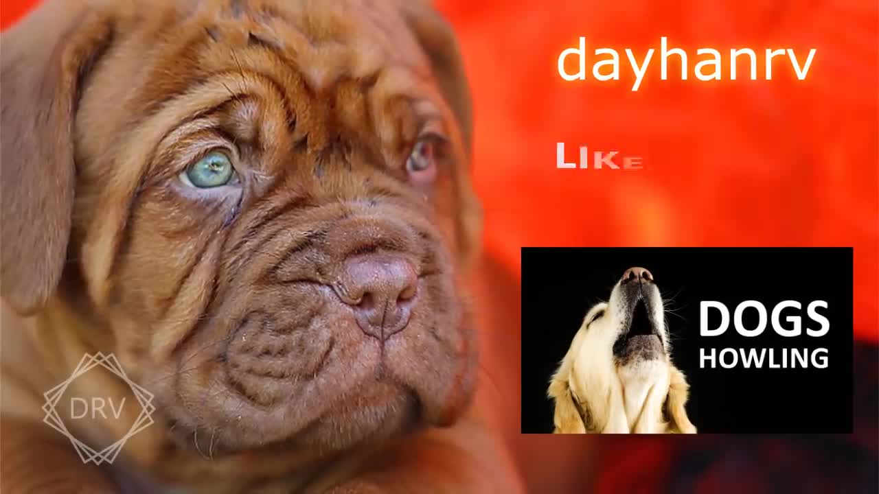 BARKING DOGS to make your dog bark| 11 Dog Breeds Barking HD Sound Effects