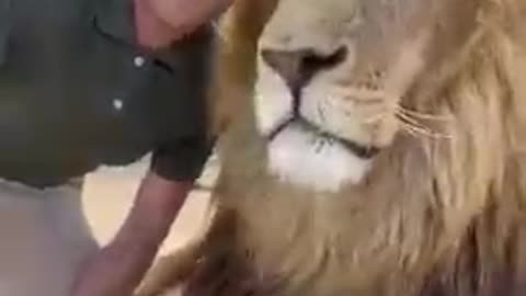 lion