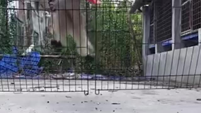 superhero cat