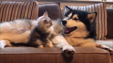 Siberian Husky and cute kitten play fighting