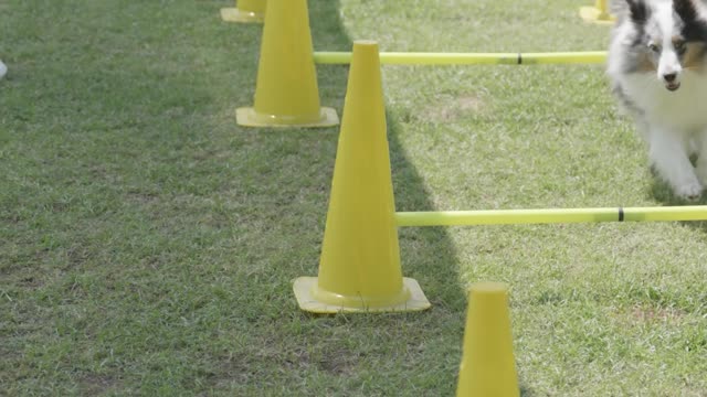Animals training