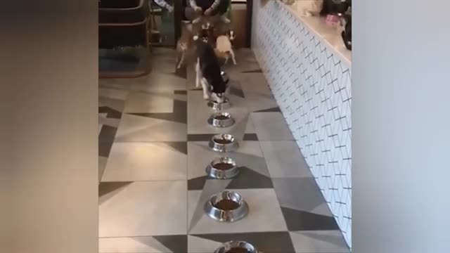 Beautifull Animals Funny Video. Enjoy More funny Things..