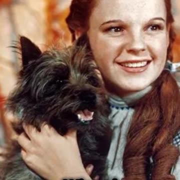 Vanished in a Click! The Mystery of Dorothy's Ruby Slippers #RubySlippersMystery #IconicHollywood