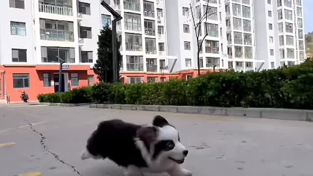 Since I got a dog, I feel like I have become a parent in an instant.