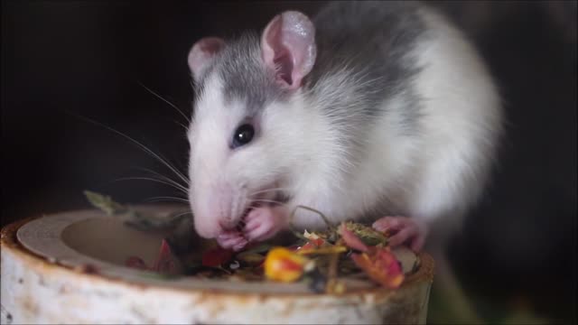 Amazing Hamster Eating