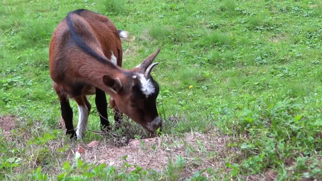 The coolest video for coexistence