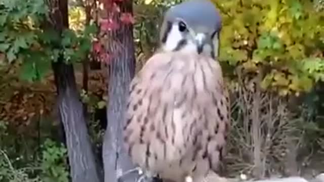 Interesting bird | Funny animal videos