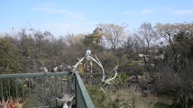 Parakeets Share Food With Pigeons, One Stays Till The End