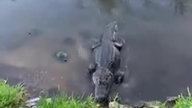 Crocodile vs turtle