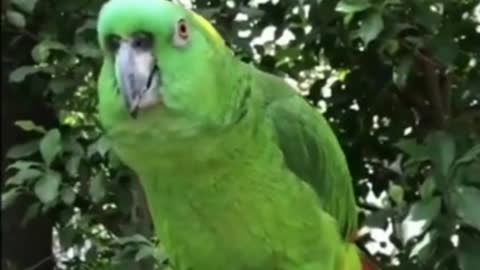 funny parrot playing 2