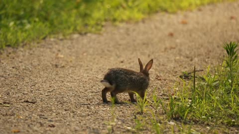 Rabbit 🐰 a nature