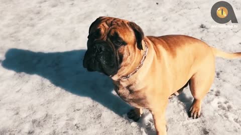 TOP 10 BEST GUARD DOG BREEDS!!