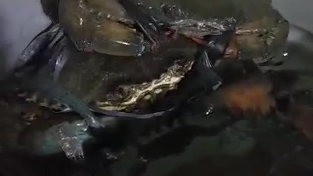 Crab #crab