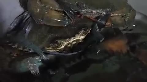 Crab #crab