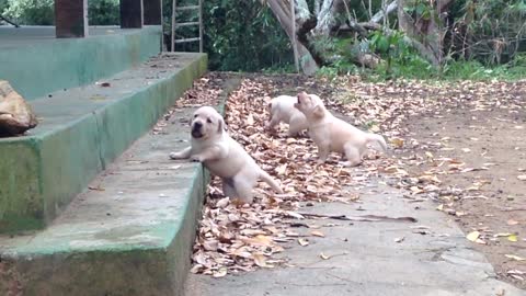 Labrador puppies