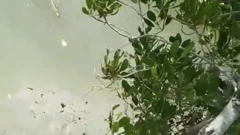 This is a beautiful and charming water-dwelling species