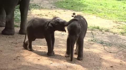 Big Elephants