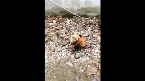Chicken vs Dog and Cat Fights - Funny Video