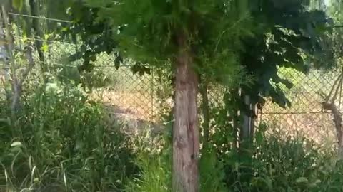 very tall tree
