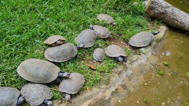 Turtles - 64031