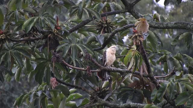 bird-beak-bill-feathers-plumage