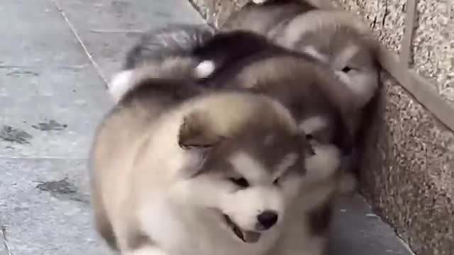 Adorable, cute Alaskan dogs #99