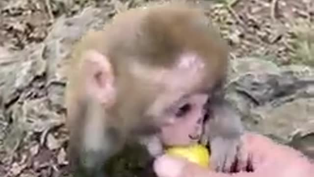 Life Without Mom Is Full Of Sad ! Help Give Food To All Orphan Monkey Babies